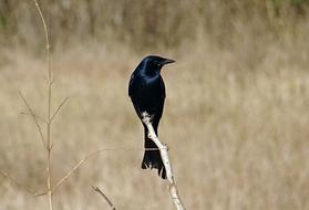 Beautiful black drongo king crow on the branch in wild in India