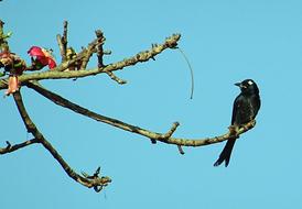 Drongo Dicrurus Macrocercus