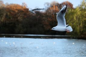 goodly Bird Flying Seagull