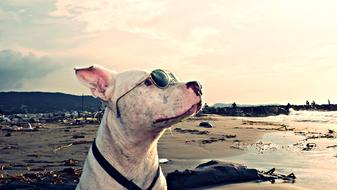 Profile portrait of the beautiful and cute, white puppy dog with glasses on the beach