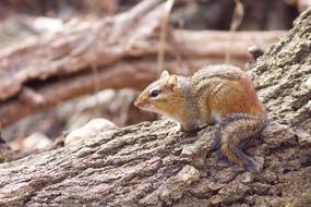 goodly Chipmunk Animal