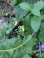 Butterfly bush macro blur