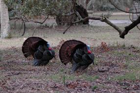 Wild Turkeys Rural Wildlife