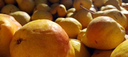 Sweet healthy pear