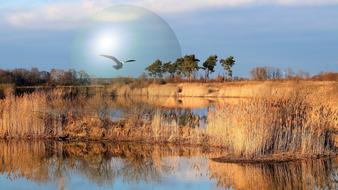 landscape lake trees bird gull