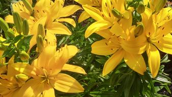 Flowers Yellow Plant