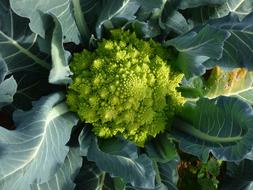 Blooming broccoli in the garden