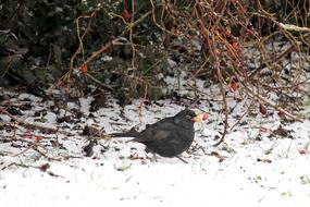 blackbird under a bush in the snow