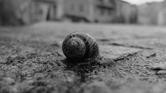 Snail Borgo Floor