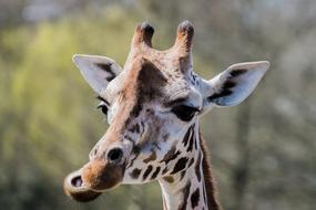 Giraffe Zoo