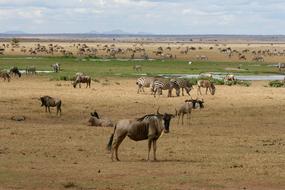 wild animals in africa