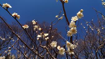 Plum White Flowers Spring
