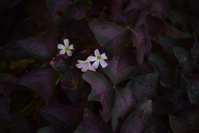 Flower Dark Pink