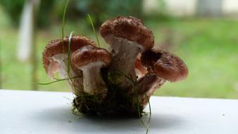 Mushrooms Rodinka