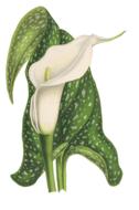 calla flower plant blossom bloom