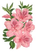 flower plant blossom bloom vintage