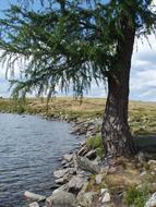 Bergsee Tree Bank