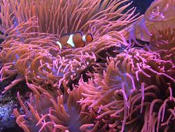 pink Aquarium Fish Underwater