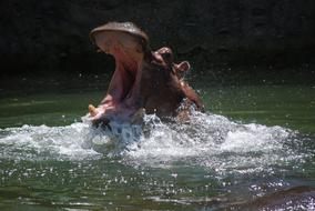 Hippo Zoo Animal