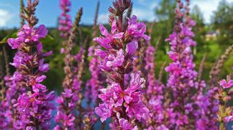 Flowers Purple Spring