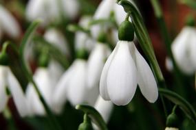 Snowdrop Flowers Spring