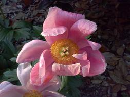 Parrot Tulip Pink