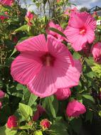 Flowers Pink Nature