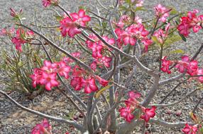 a bush with unusual flowers