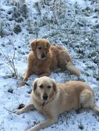 goodly Golden Retriever Dogs