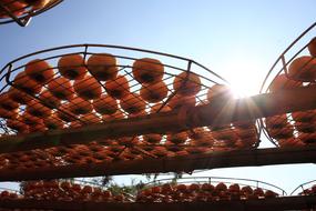Ripe oranges in the sunlight