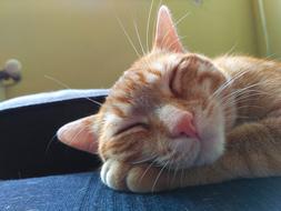 sleeping ginger domestic cat close up