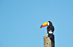 Tucano Bird and blue sky