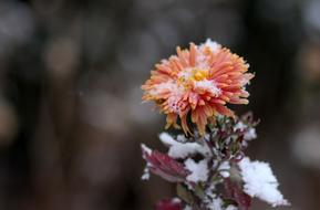Chrysanthemum Flower Red