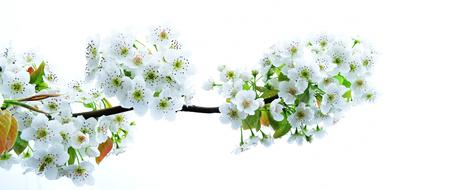Pear Flower Orchard