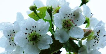 white flower buds with raindrops