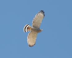 Gray Hawk Raptor Flying