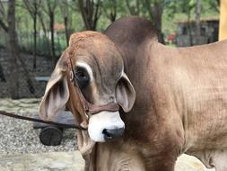 Dominican Ox