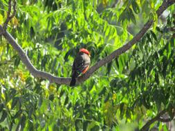 small red-headed Bird perched Branch in wild