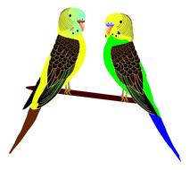 animals art birds feathers