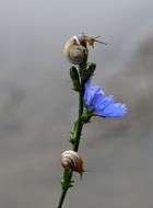 Snails Flower Blue