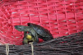small turtle in a basket