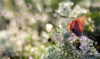 butterfly dew morning grass water