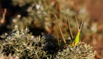 Grasshopper Dew Green