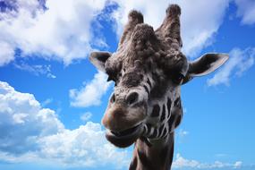 portrait of a giraffe with closed eyes against a cloudy sky