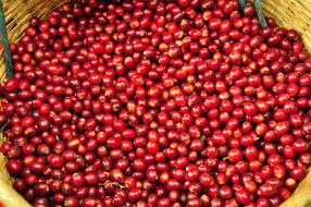 red berries harvest