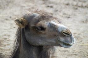 goodly Camel face