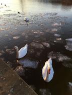 white swans swim in a frozen lake