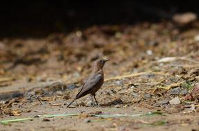 small Bird wildlife