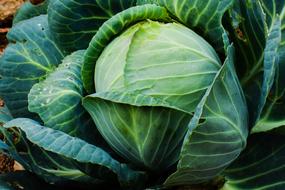 Healthy tasty cabbage