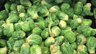 Green healthy cabbage harvest